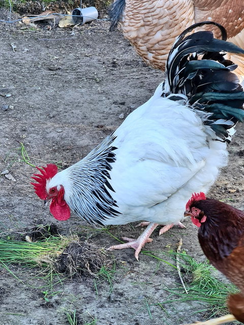 Halls Haven Holiday Units - Stayed 2