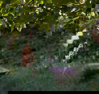 Little Wombat - Stayed