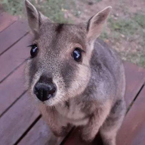 Camp Kanga - Stays Accommodation 6