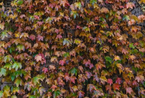 Killiorra - Stayed 1