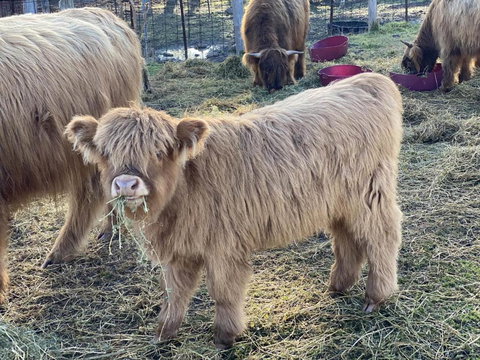 Maggies Farmstay - Stayed 4