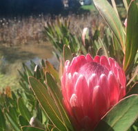 Creswick Cabin Retreat - Stayed