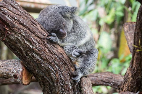 Leatherwood Lodge - Stayed 2