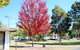 Beechworth Lake Sambell Caravan Park - thumb 6