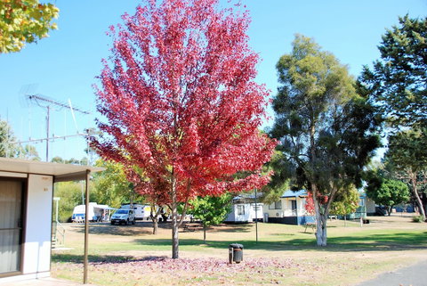 Beechworth Lake Sambell Caravan Park - Stayed 6