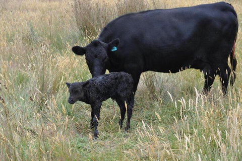 Roslyn House B & B - Stayed 2