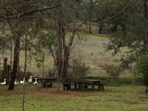 Wildwood Guesthouse - Stays Accommodation 1