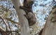 Wilsons Promontory Motel - thumb 0