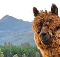 Maydena Mountain Cabins - Stayed