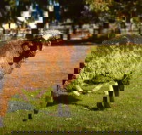 Enderslie House Bed  Breakfast - Stayed