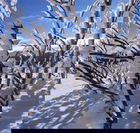 Ripparoo Ski Lodge - Stayed