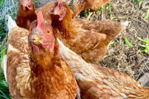 Sassafras Springs - Stayed 2