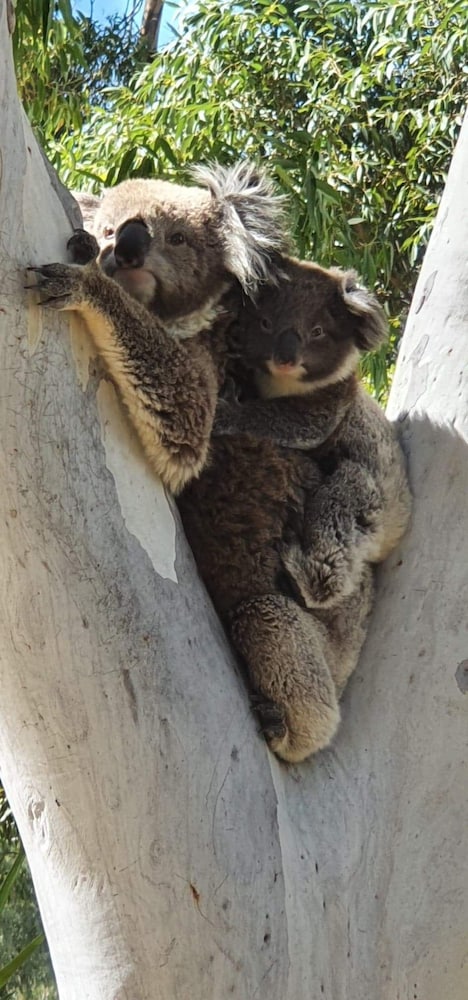 Ingenia Holidays Murray Bend - Stayed 3