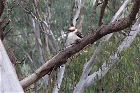 Ingenia Holidays Murray Bend - Stayed 6