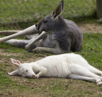 A Twist of Willow - Stayed