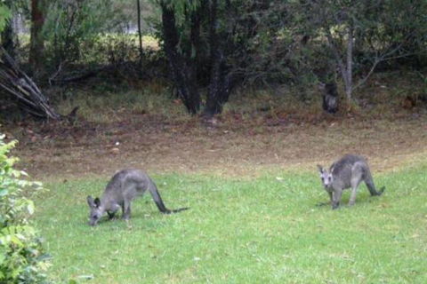Wombatalla - Stayed 7