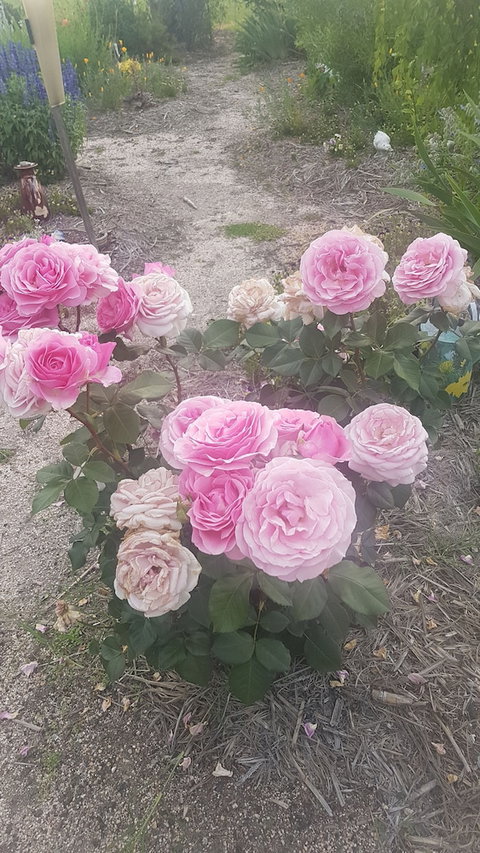 Grovely House Bed & Breakfast - Stayed 1