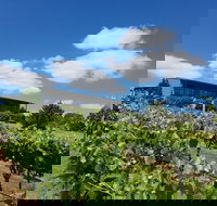 Traralgon Vineyard - Stayed