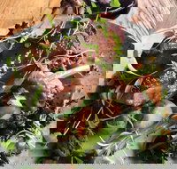 Barrels  Ashes - Stayed