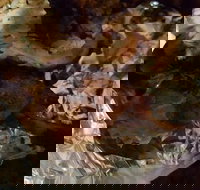 Thunderbird Chicken - Stayed