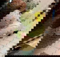 The Natural Waffle Ice Cream Parlour - Stayed