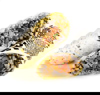 Guzman y Gomez - Hamilton - Stayed