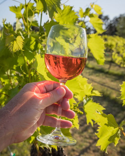Breakfast Creek Vineyard - Stays Accommodation 0