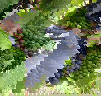 Marcus Hill Vineyard - Stayed
