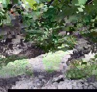 Nick Haselgrove Wines - Stays Accommodation