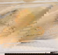 Swish 'n' Chips - Stayed