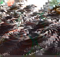 Govindas Pure Vegetarian - Burleigh Heads - Stayed