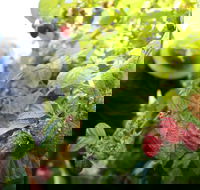 Springwood Farm Berries - Stays Accommodation