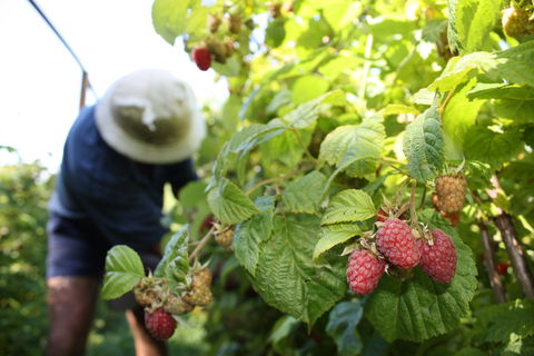 Springwood Farm Berries - Stays Accommodation 0