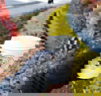 Thomas Holt Roasters - Stayed