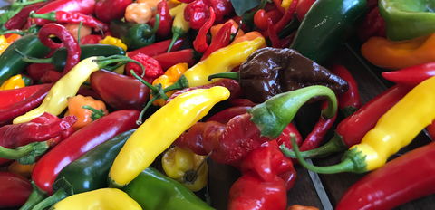 Hot Chilli Mama - Stayed 2