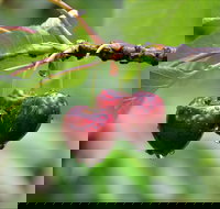 Red Hill Cherry Farm