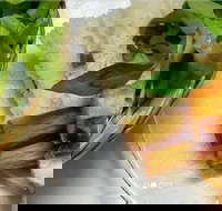 Thanh Binh - Cabramatta - Stayed