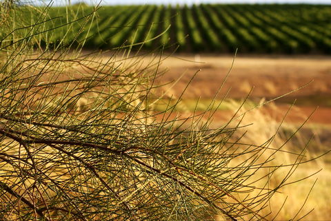 Haselgrove Wines - Stays Accommodation 1