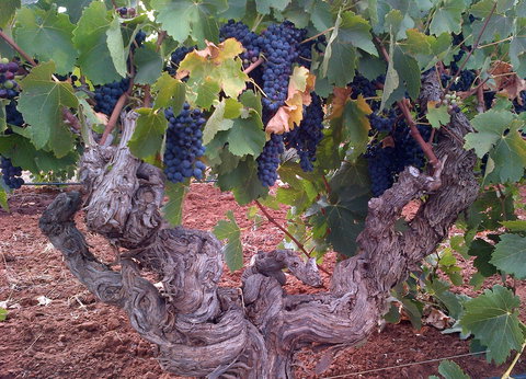 John Duval Wines - Stayed 2