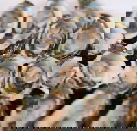 S.D. Caputo And Sons - Stayed