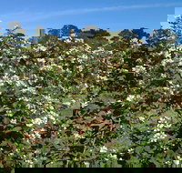 Huntley Berry Farm - Stayed