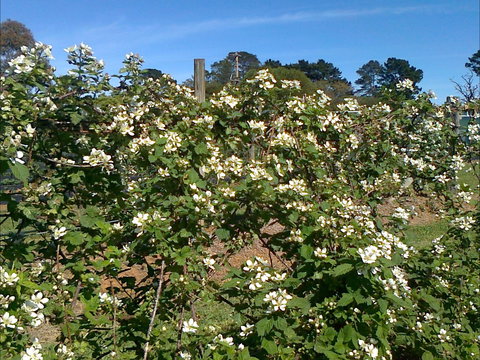 Huntley Berry Farm - Stayed 0