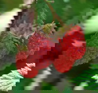 Westerway Raspberry Farm - Stayed