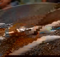 Yahava Koffeeworks - West Swan