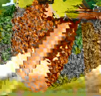 Whistling Kite Biodynamic Wines