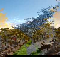 Ruddenklau Wines - Stayed