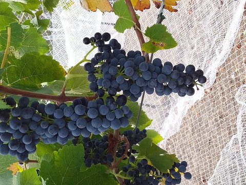 Clayfield Wines - Stays Accommodation 1