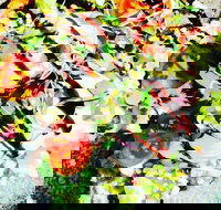 Hangar Cafe And Restaurant - Airport West - Stayed