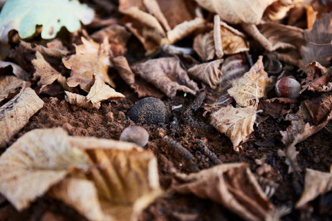 Tall Timbers Manjimup - Stayed 2