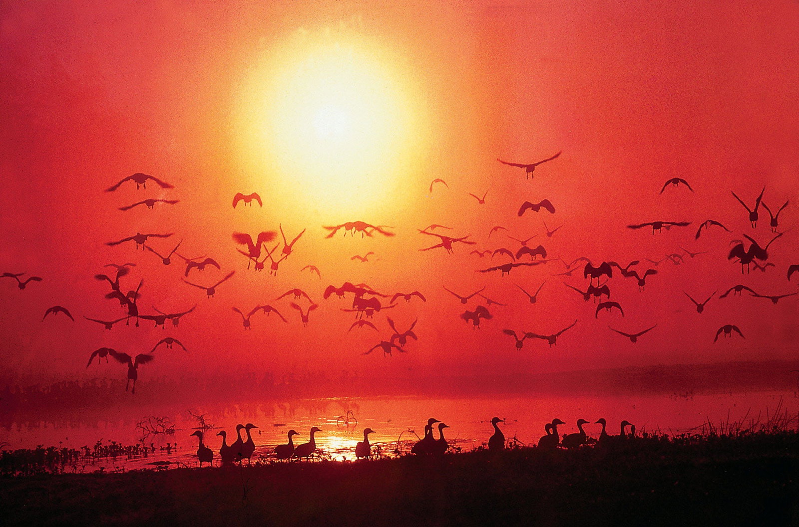 Alice Springs NT Stayed